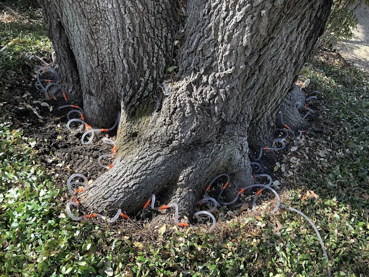 Detailed Tree Cabling and Bracing job site in Ollie